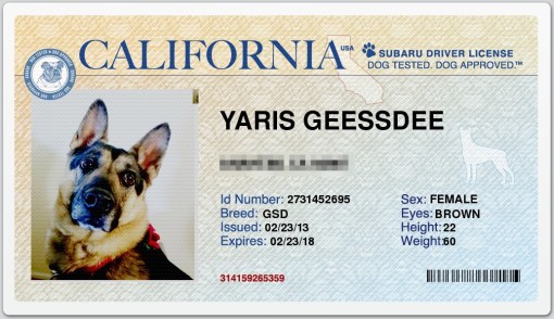 Yaris Driver's License (pixelized)