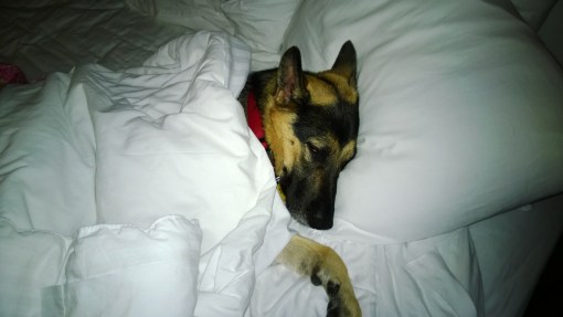 I think I took this one morning after I got up for work. Yaris has this thing where she watching me get up and get ready for work, then hunkers down in bed and grunts, and then goes back to sleep.  She is very supportive in the morning.