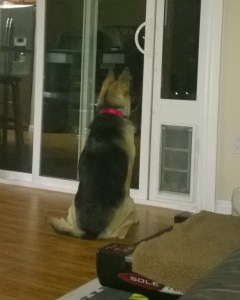 WP_20140523_20_50_30_Pro (1)