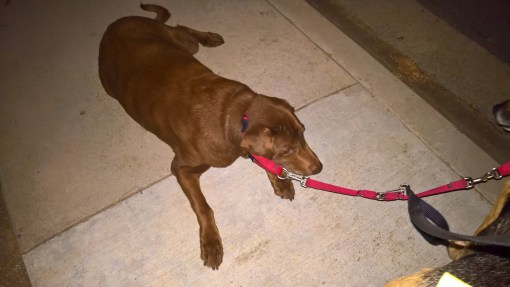 WP_20170402_22_03_31_Rich_LI